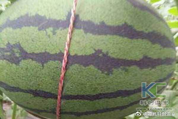 無土栽培，無土栽培技術(shù)，無土栽培設(shè)備