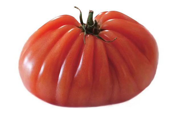 無(wú)土栽培，無(wú)土栽培技術(shù)，無(wú)土栽培設(shè)備