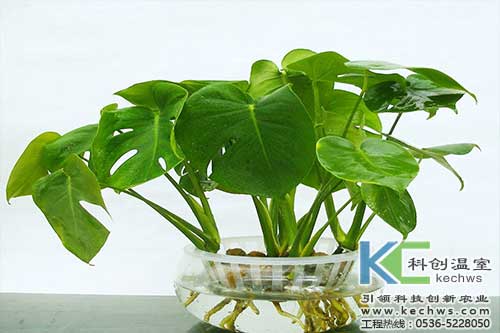 無(wú)土栽培，無(wú)土栽培技術(shù)，無(wú)土栽培設(shè)備