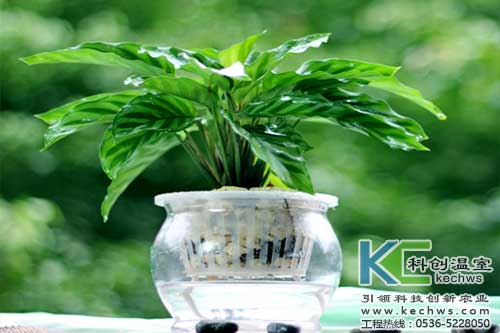 無(wú)土栽培，無(wú)土栽培技術(shù)，無(wú)土栽培設(shè)備