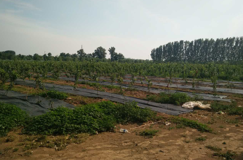 無土栽培，無土栽培技術(shù)，無土栽培設(shè)備