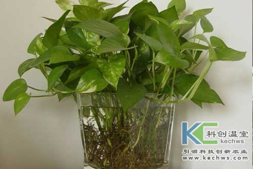 無(wú)土栽培，無(wú)土栽培技術(shù)，無(wú)土栽培設(shè)備