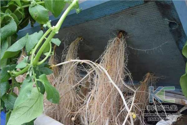 無(wú)土栽培，無(wú)土栽培技術(shù)，無(wú)土栽培設(shè)備