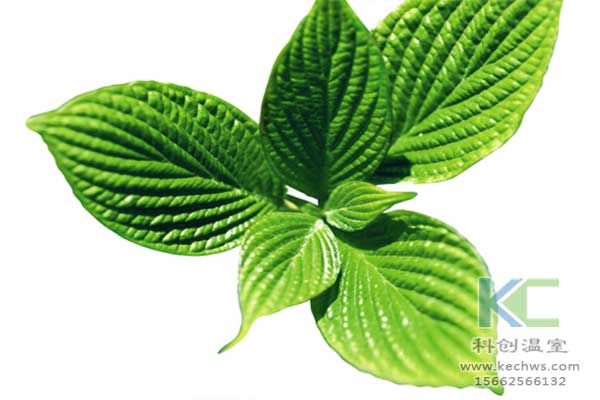 無(wú)土栽培，無(wú)土栽培技術(shù)，無(wú)土栽培設(shè)備