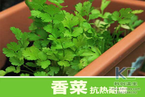 無(wú)土栽培，無(wú)土栽培技術(shù)，無(wú)土栽培設(shè)備