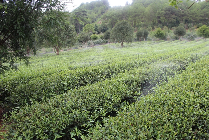 無土栽培，無土栽培技術，無土栽培設備