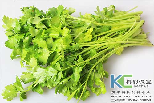 無(wú)土栽培，無(wú)土栽培技術(shù)，無(wú)土栽培設(shè)備