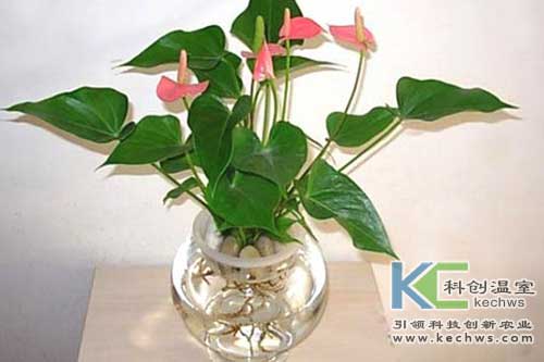 無(wú)土栽培，無(wú)土栽培技術(shù)，無(wú)土栽培設(shè)備