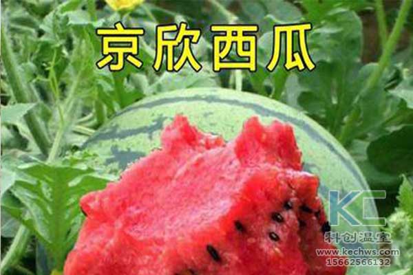 無(wú)土栽培，無(wú)土栽培技術(shù)，無(wú)土栽培設(shè)備