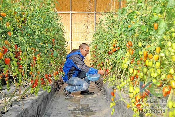 無(wú)土栽培，無(wú)土栽培技術(shù)，無(wú)土栽培設(shè)備