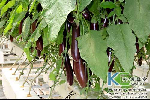 無(wú)土栽培，無(wú)土栽培技術(shù)，無(wú)土栽培設(shè)備