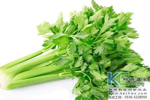 無(wú)土栽培，無(wú)土栽培技術(shù)，無(wú)土栽培設(shè)備