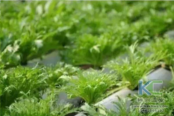 無(wú)土栽培，無(wú)土栽培技術(shù)，無(wú)土栽培設(shè)備