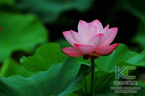 無(wú)土栽培，無(wú)土栽培技術(shù)，無(wú)土栽培設(shè)備