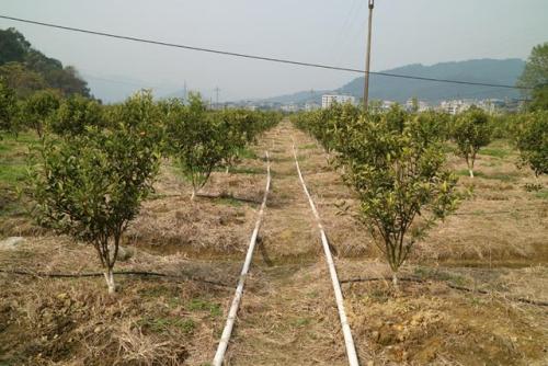 無土栽培，無土栽培技術(shù)，無土栽培設(shè)備