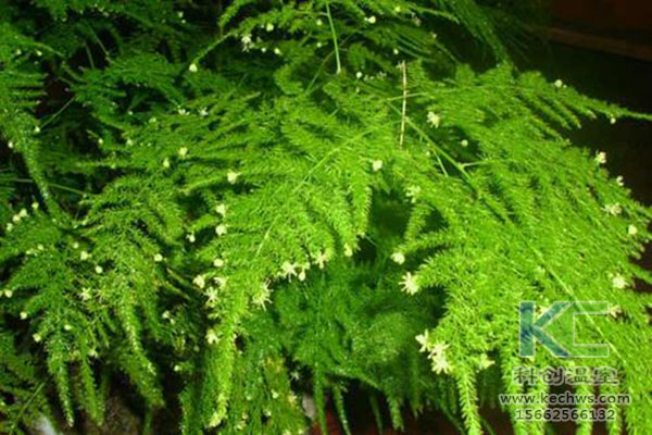 無(wú)土栽培，無(wú)土栽培技術(shù)，無(wú)土栽培設(shè)備