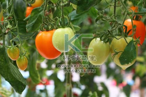 無(wú)土栽培，無(wú)土栽培技術(shù)，無(wú)土栽培設(shè)備