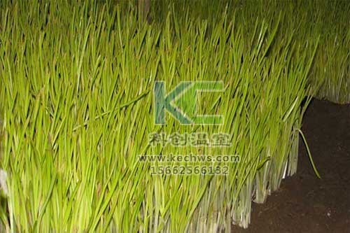 無(wú)土栽培，無(wú)土栽培技術(shù)，無(wú)土栽培設(shè)備