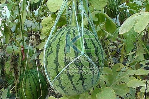 無(wú)土栽培，無(wú)土栽培技術(shù)，無(wú)土栽培設(shè)備